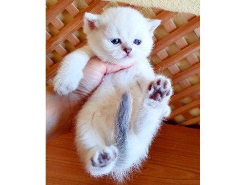 Mükemmel british shorthair bebişler