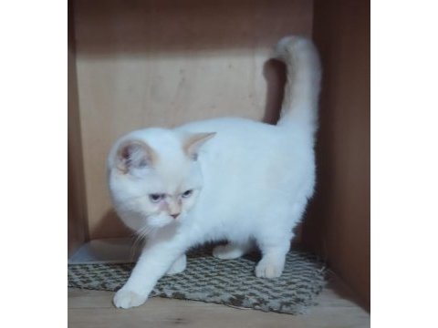 Uysal british shorthair kedimiz