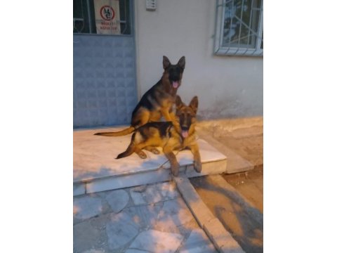 Sevgine zamanına emeğine değecek yavru alman kurdu