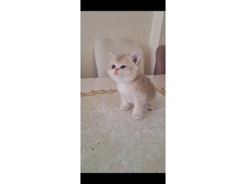 Golden british shorthair bebekler