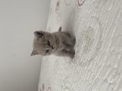 Dişi british shorthair dünyalar tatlısı 2 aylık