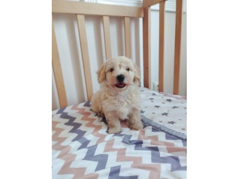 Erkek maltipoo yavrumuz