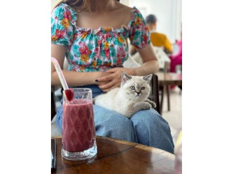 British blue point kızım yeni yuvasını arıyor