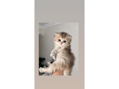 British longhair ay25