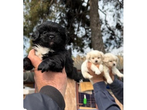 Morkie çok sevimli yavrular 