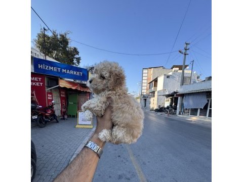 A kalite kore maltipoo yavrularımız