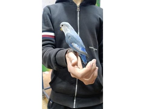 Yavru full evcil sevda papağanı