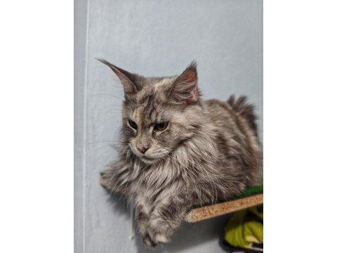 Maine coon bebekler