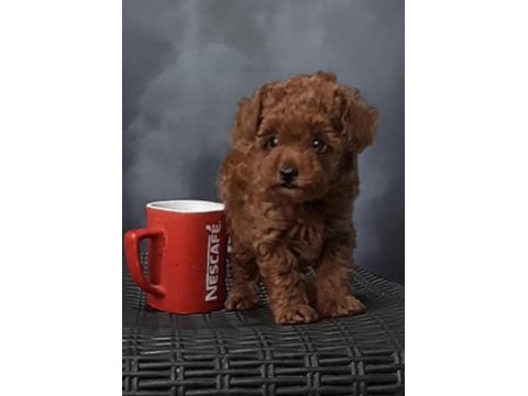 Evde doğup büyüyen toy poodle