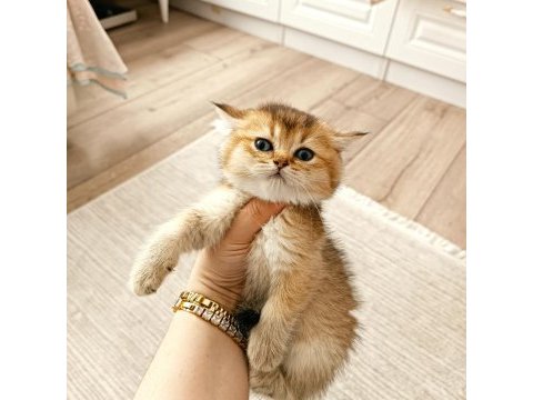 British shorthair yavruları teslime hazir