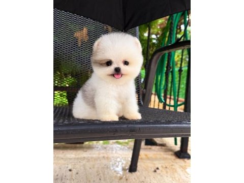 Taecup 2 adet dişi pomeranian