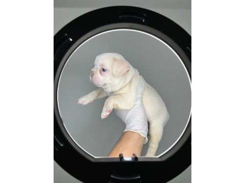 Türkiyenin en iyi french bulldog yavrularından