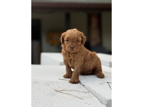 Kore kan toypoodle