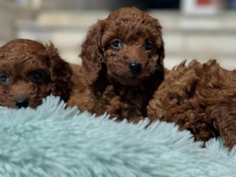 Petmede köpek çiftliğinde ziyarete açık toy poodle