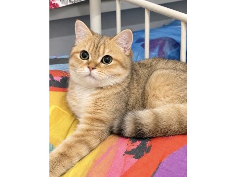 British shorthair golden ny24 erkek 4 aylık yavrumuz