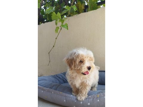 Maltes terrier