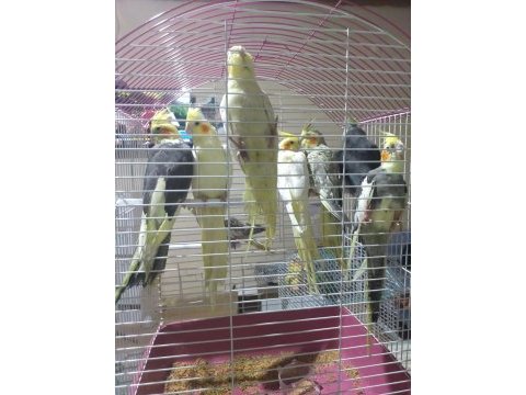 Kuşçu hüseyinden harika takım sultan papağanları