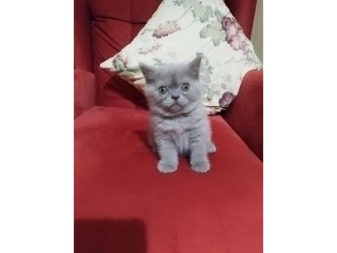 Safkan british yavrularımız
