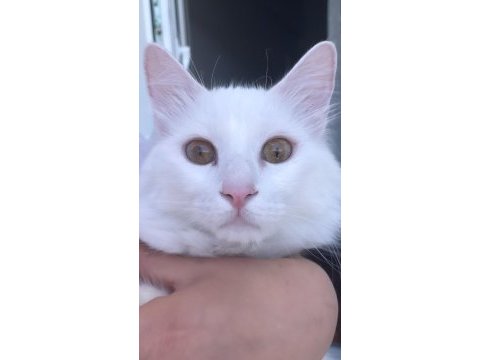 Ankara kedisi