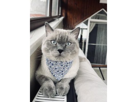 Blue point 4 yaşında erkek kedimiz