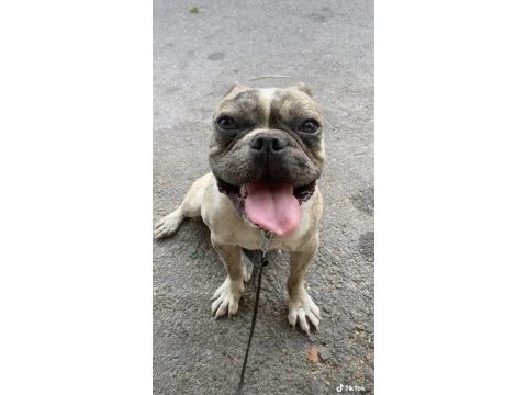 1 yaşında french bulldog yuvasını arıyor