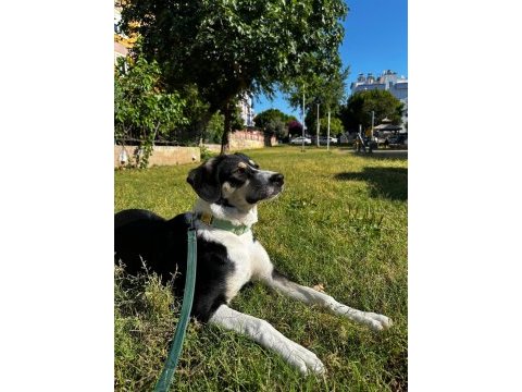 Sevimli dostumuz köpeğimize acil yuva arıyoruz