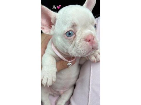 Egzotik french bulldog iyisinin iyisi platinyum dişi