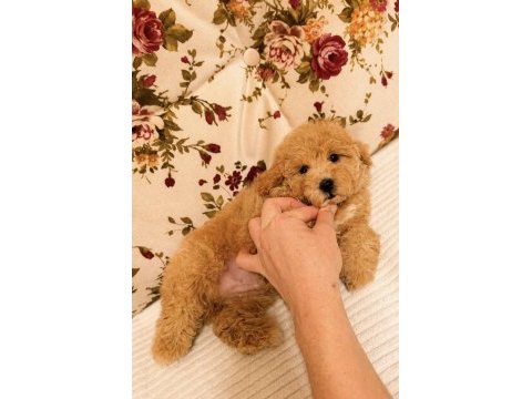 Kıvır kıvır kg garantili maltipoo yavrumuz