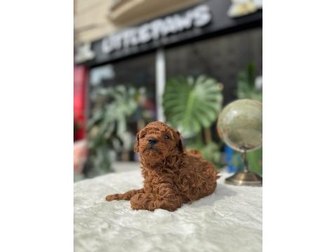 Sağlık ve ırk garantili toy poodle