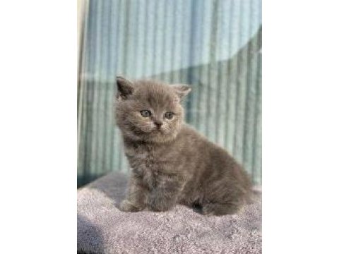 Safkan british shorthair