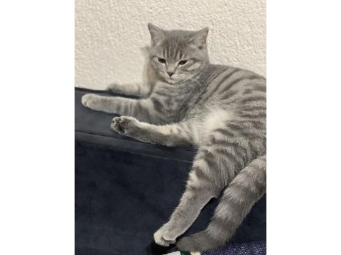Erkek kedimiz 5 aylıktır