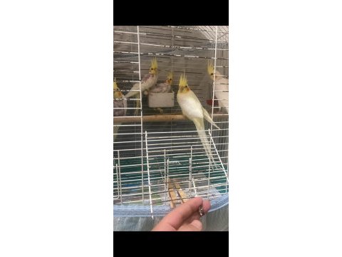 Evcil lutino sultan papağanı yavrular