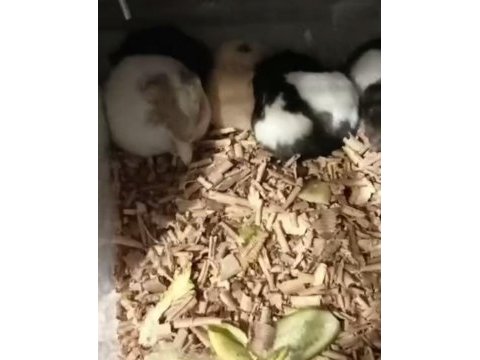 Suriye hamster