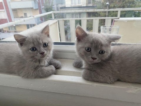 British shorthair 2.5 aylık eğitimli