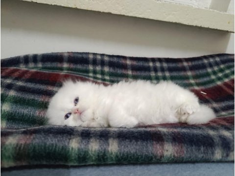 Beyaz scottish fold yavrular