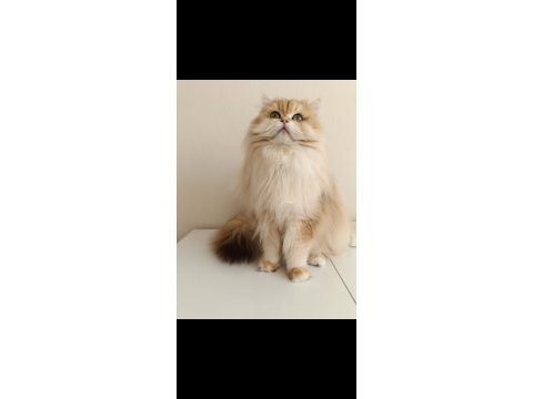 Karizmatik british longhair oğlum köfte