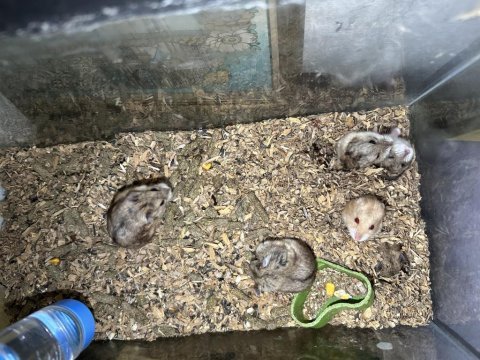 Gonzales hamster hepsi dişi
