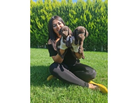 Çikolata labrador yavrularım