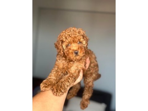 Toy poodle yavrularımız ömürlük aileleri bekliyor
