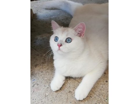 British shorthair acil yuva aranıyor
