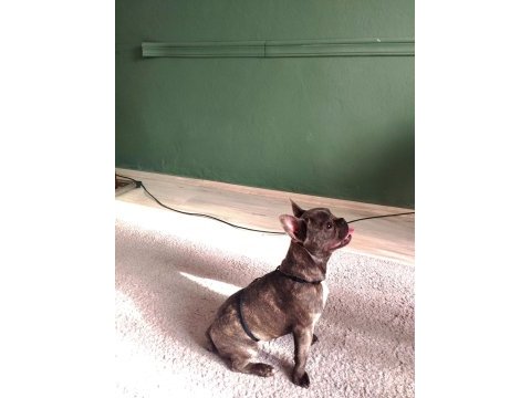 French bulldog blue