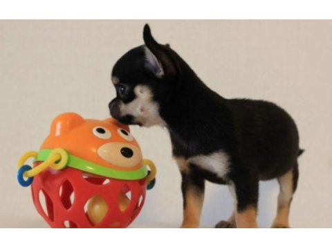Chihuahua bebekler