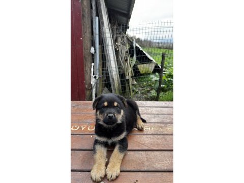 3,5 aylık yavru rottweiler