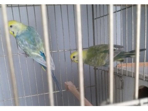 Rainbow yetişkin çift, bilezikli muhabbet kuşları