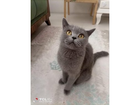British shorthair cazip fiyata acil yuva arıyoruz