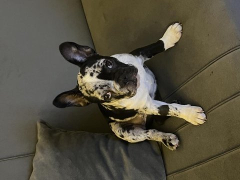 Black merle ten french bulldog