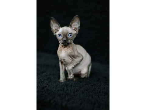 Erkek yavru sphynx kedimiz
