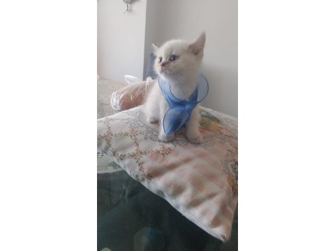 Blue point british shorthair yavrular