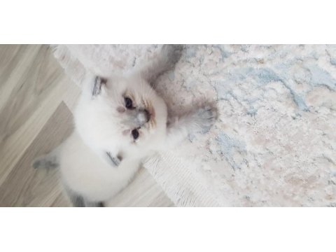 Yavru scottish fold