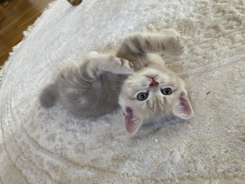 Scottish fold british fold yavrular